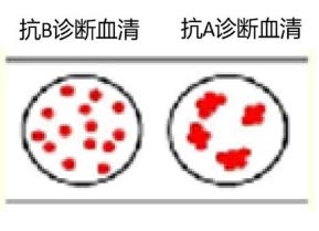 生理学基础题示意图